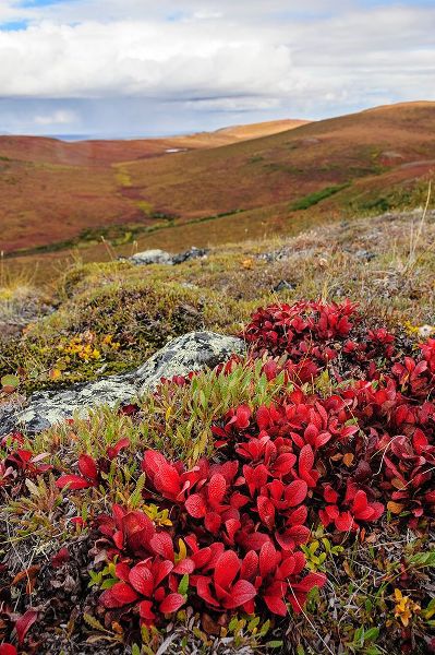 USA- Alaska- Noatak National Preserve. Alpine Bearberry on arctic tundra in autumn colors.